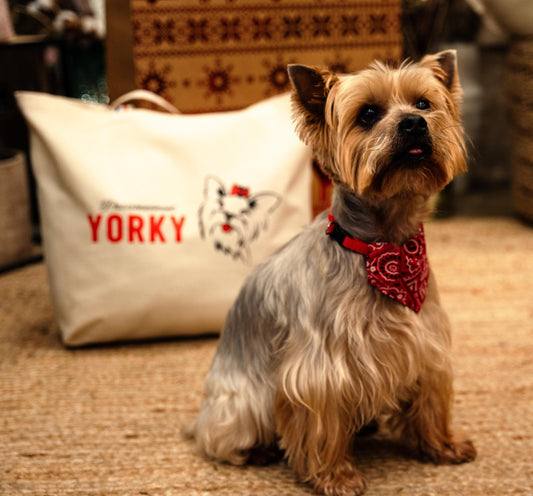 "Le Yorkshire » : La source d’inspiration de YORKY,  la marque destinée à tous les amoureux du Yorkshire »